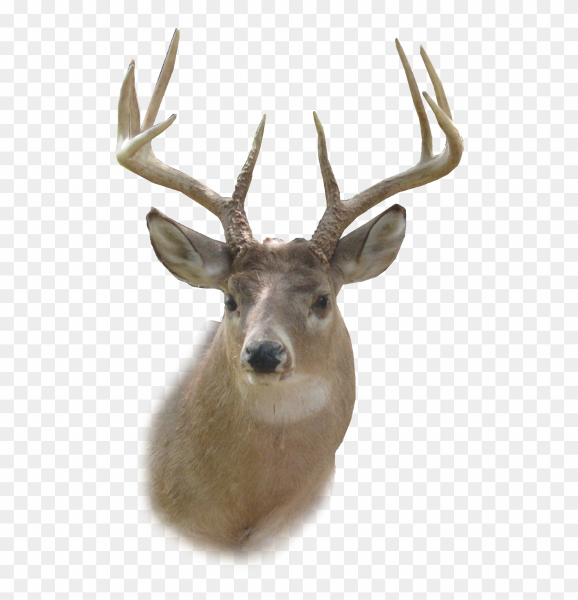 Dear Clipart Mule Deer - Deer Head Png #397554