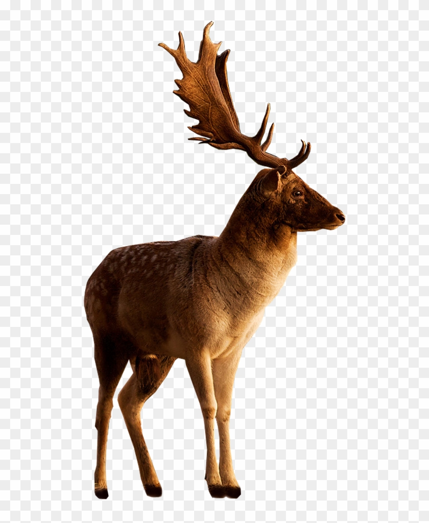 Male Deer Looking To Side - Png Stock On Deviantart #397609