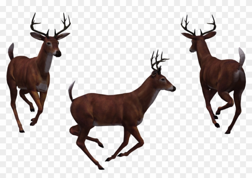 Deer Free Png Transparent Background Images Free Download - Deer #397625