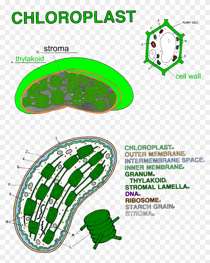 Mitochondria Coloring Page Worksheet & Coloring Pages - Chloroplast Color And Label #397847