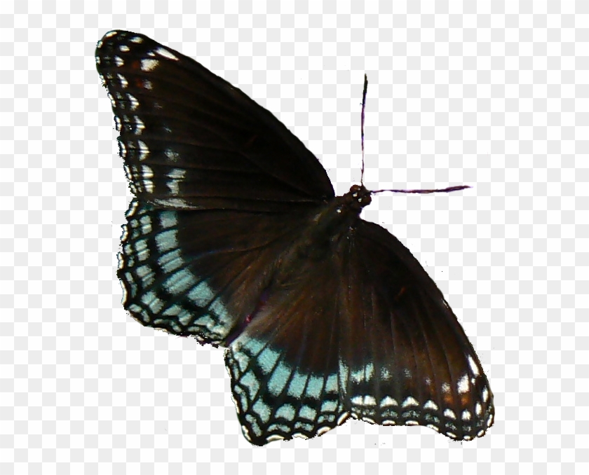Image8 - White Admiral Or Red Spotted Purple #397876
