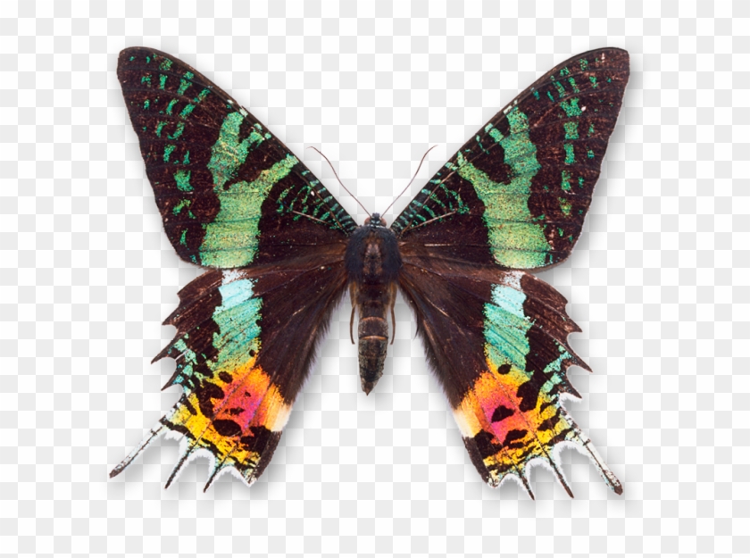 World Of Butterflies And Moths - Madagascan Sunset Moth #397890