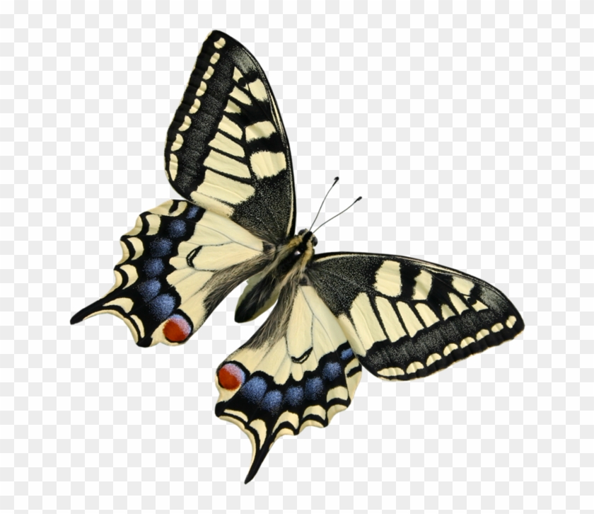 Monarch Butterfly Clip Art - Monarch Butterfly Clip Art #397982