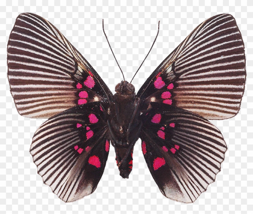 Butterfly Souvenirs Entomologiques - Бабочка Анимация Прозрачный Фон #397992