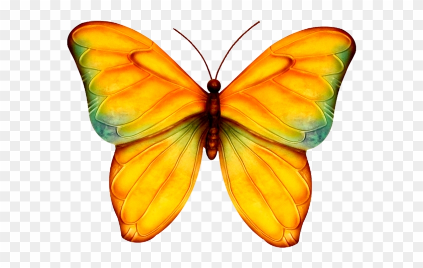 Butterfly - Papillons - Butterfliesbelle - .net #398111