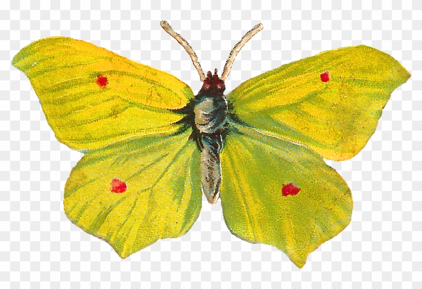 Butterfly Insect Moth Pieridae Pollinator - Butterfly Insect Moth Pieridae Pollinator #398300