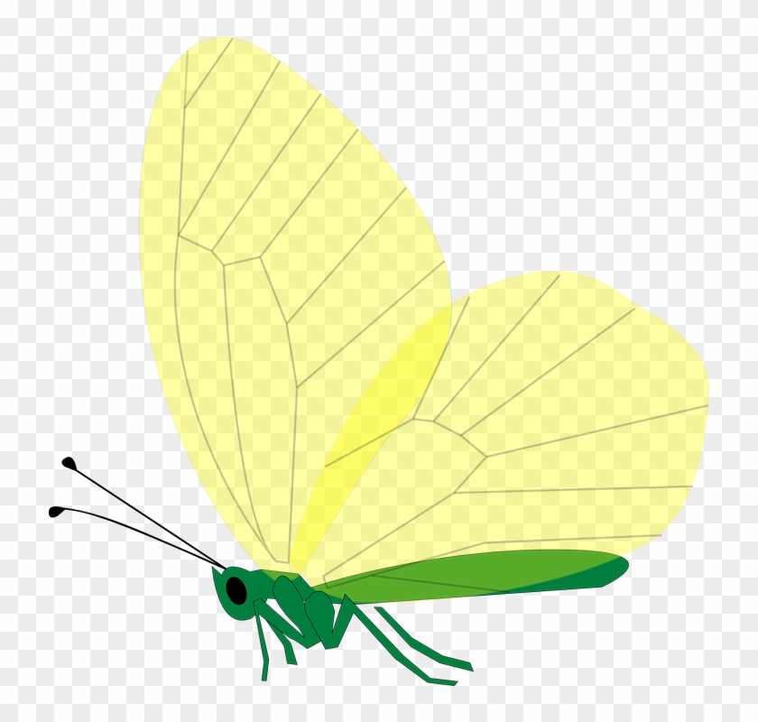 Green Butterfly Clipart 27, - Butterfly #398339