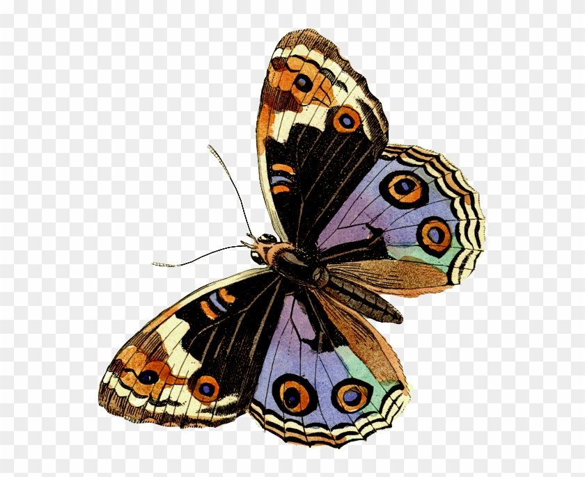 Animal - Butterflies And Moths #398458
