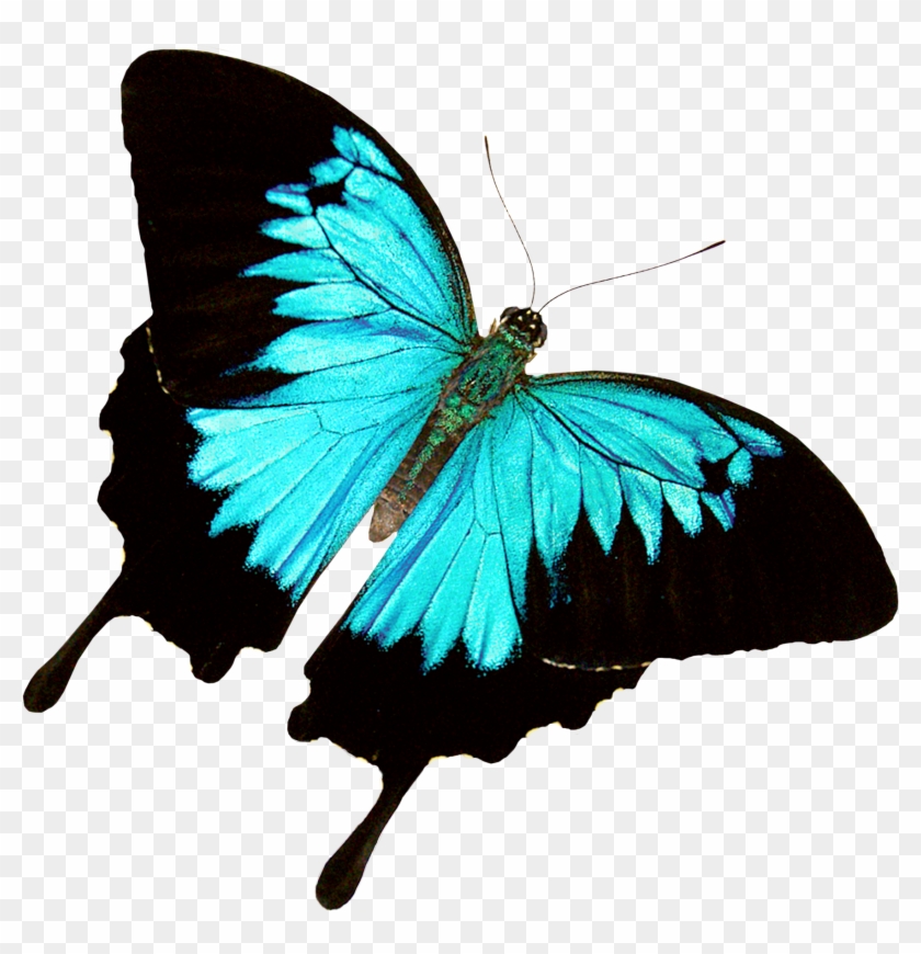 Butterfly World - Ulysses Butterfly Png #398465