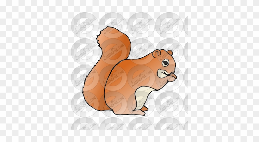 Squirrel Picture - Eurasian Red Squirrel #398467