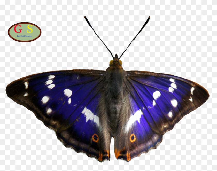 Nymphalidae Apatura Iris Butterflies And Moths Eye - Nymphalidae Apatura Iris Butterflies And Moths Eye #398509