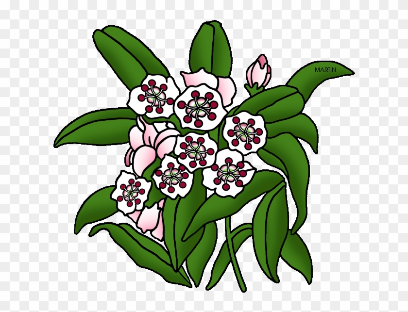 Laurel Mountain Flower - Mountain Laurel Clipart #398492