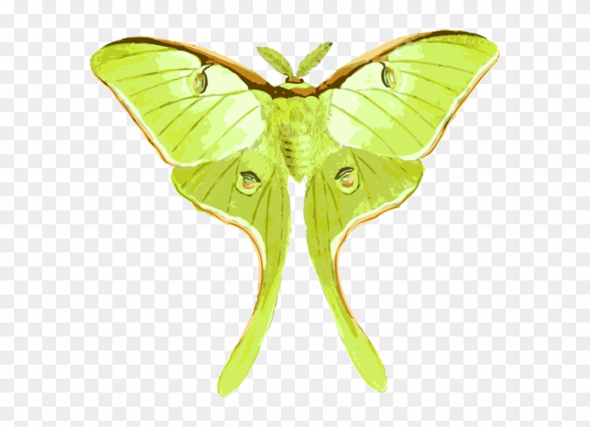 Butterfly Luna Moth Insect Drawing - Luna Moth Moth Transparent #398532