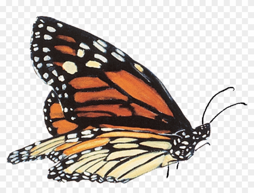 Monarch Butterfly Monarch School, Montana Symbol - Monarch Butterfly Monarch School, Montana Symbol #398650
