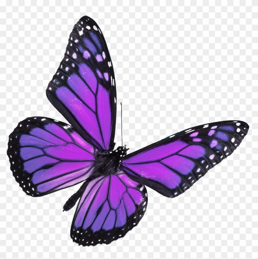 Monarch Butterfly Blue-green Rhetus Periander - Monarch Butterfly Blue-green Rhetus Periander #398774