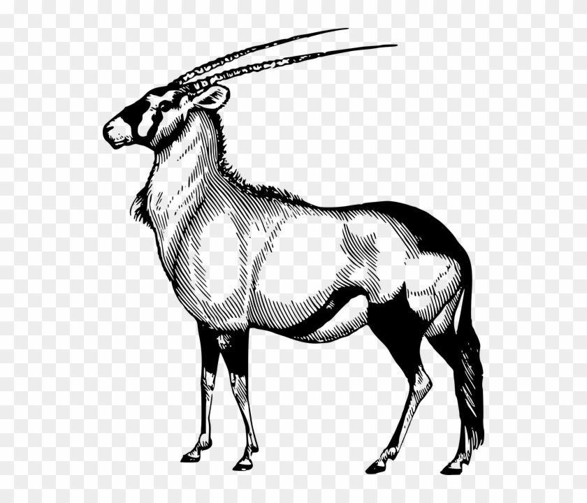 Free Image On Pixabay - Oryx Drawing #398766