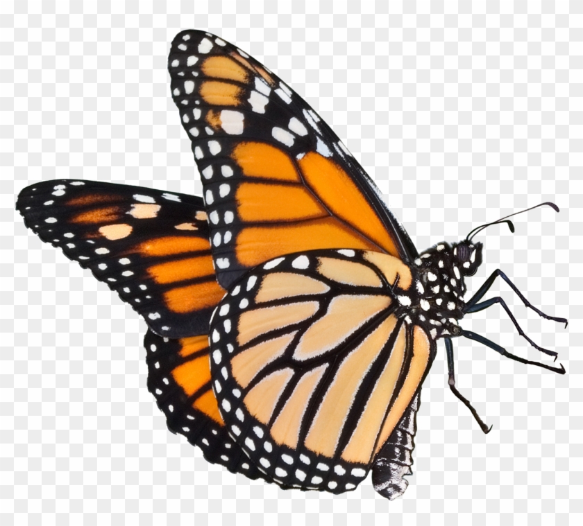 Monarch Butterfly Clipart Real Butterfly - Examples Of Oviparous Animals -  Free Transparent PNG Clipart Images Download