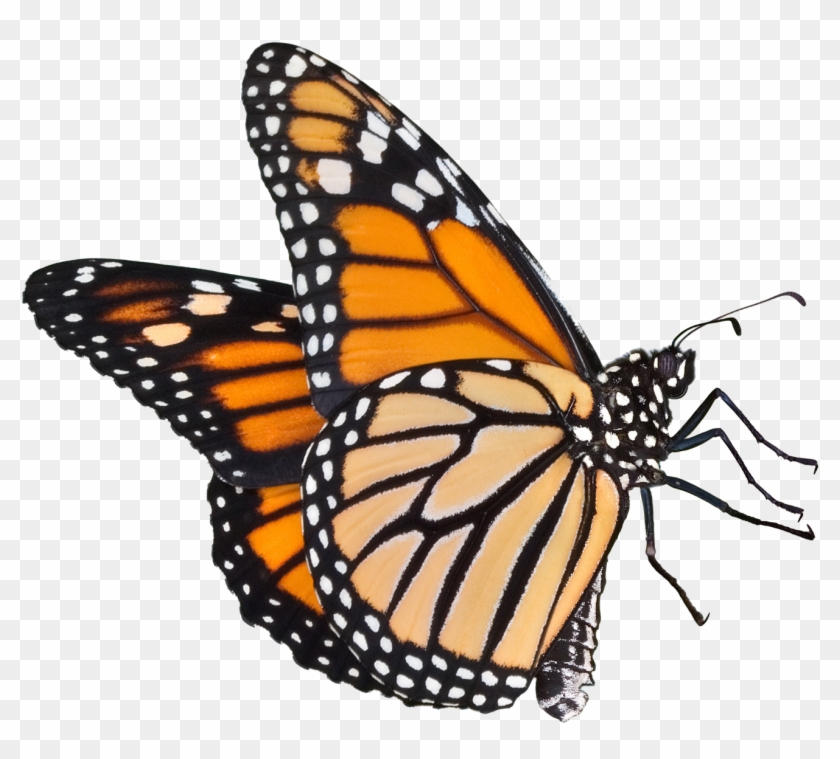 Monarch Butterfly Clipart Real Butterfly - Examples Of Oviparous Animals #398834