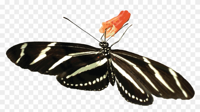 Zebra Heliconian Butterfly, Transparent Background - Zebra Butterfly Gif #398871