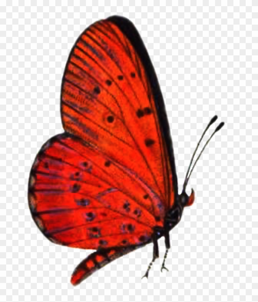 Red Butterfly Png High-quality Image - Red Butterfly Flying Png #398897