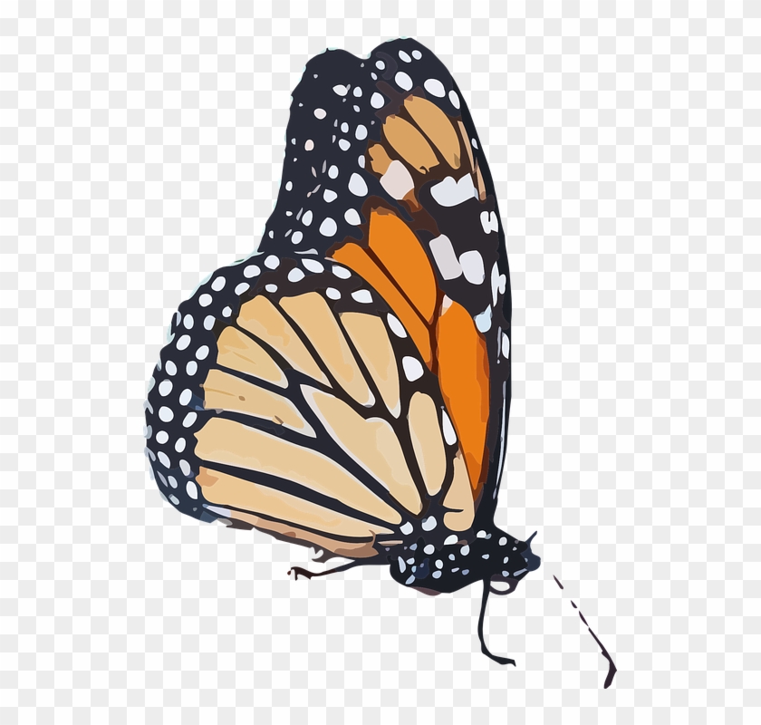 Monarch Butterfly Clipart Transparent Background - Monarch Butterfly Graphic #398913