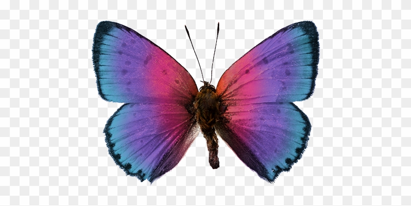 Portal Sobre Mariposas - Discover Butterflies & Moths: Level 2 Reader #398927