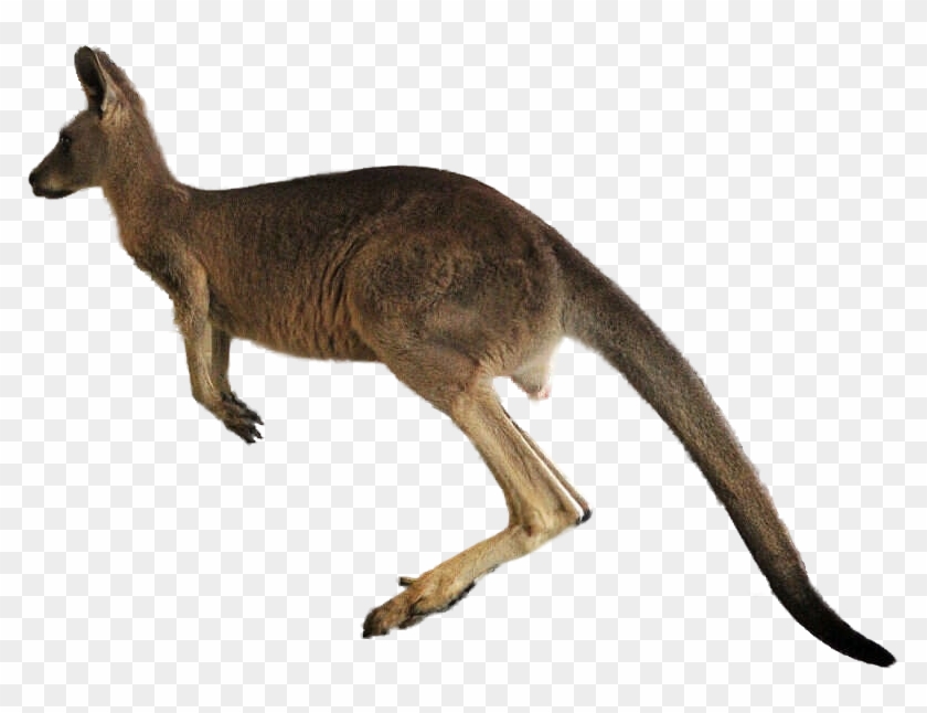 Jumping Kangaroo Png Transparent Jumping Kangaroo - Macropods #398932