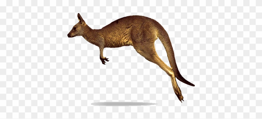 Amazing Tumblr Red Background Kangaroo Png Clipart - Kangaroo Jumping #398941