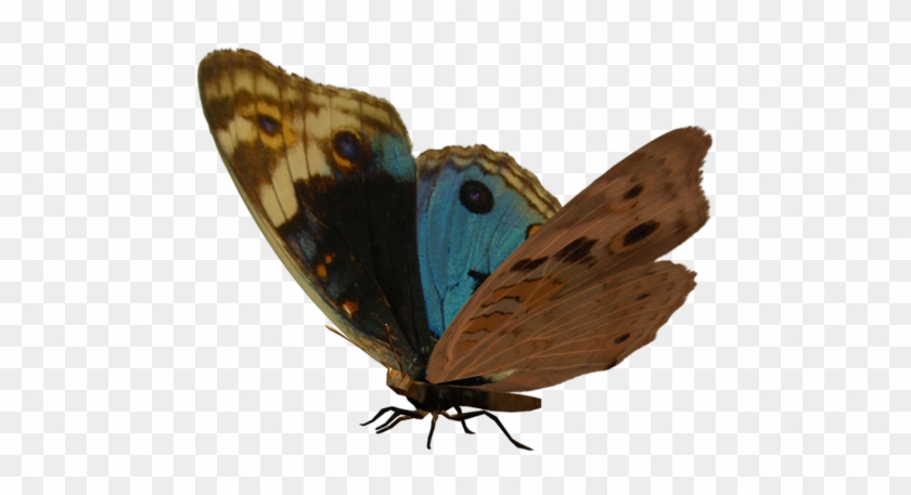 Gossamer Winged Butterflies Brush Footed Butterflies - Pararge #398946