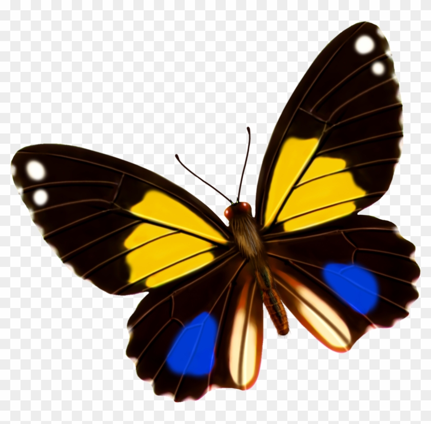 Monarch Butterfly Yellow Blue - Monarch Butterfly Yellow Blue #399002