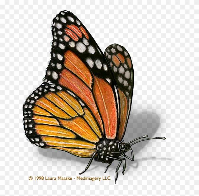 Scientific Illustration - Monarch Butterfly Scientific Drawing #398963