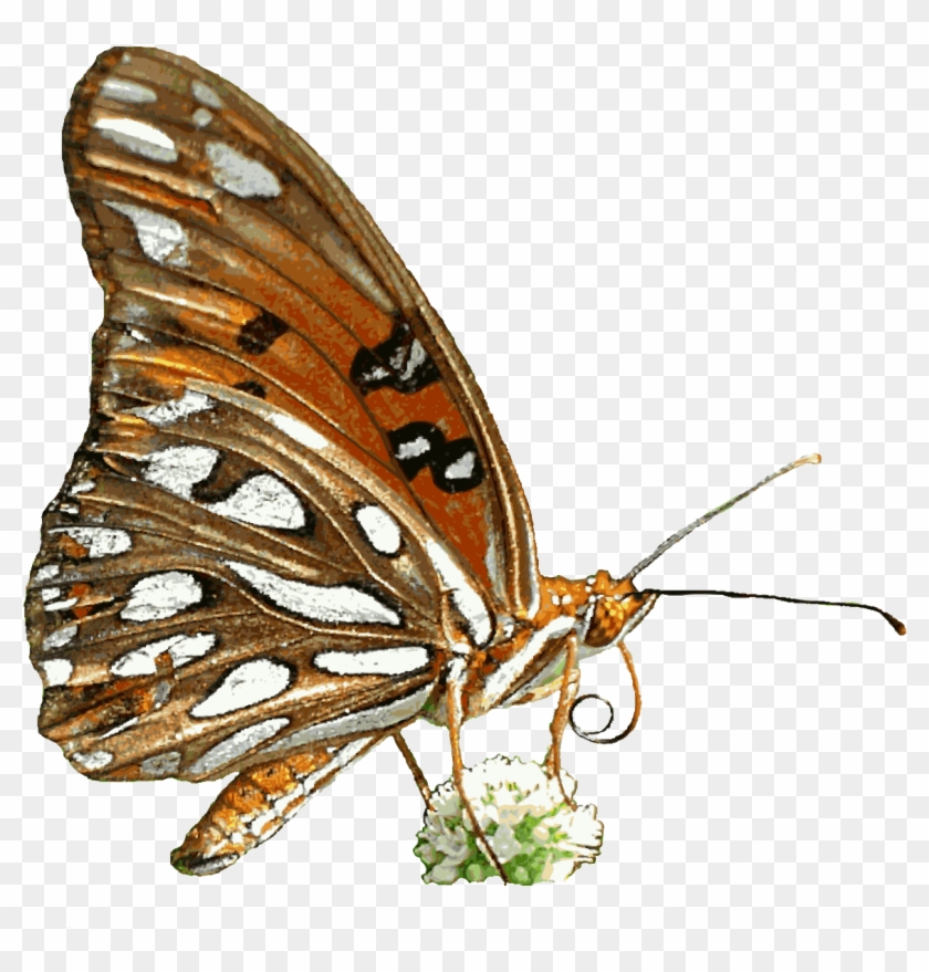 Free Animated Butterfly Clipart - Animated Nature #398972