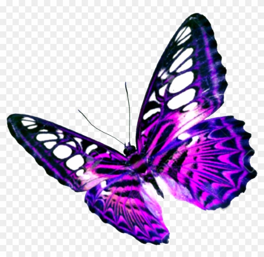 Purple Butterfly Transparent Background - Transparent Background Butterflies Clip Art #399020