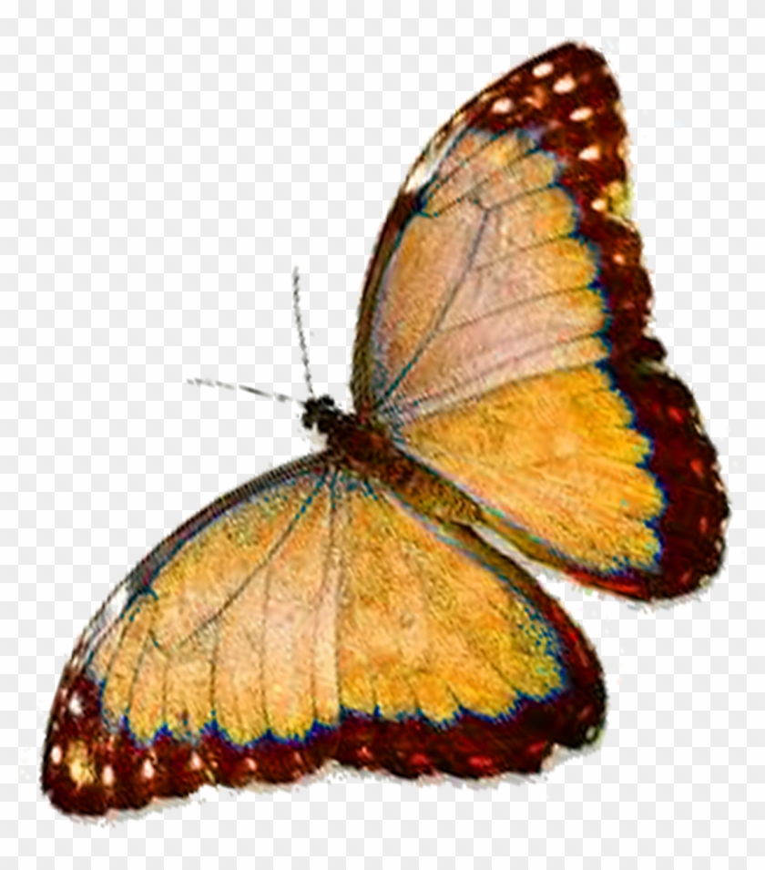 Monarch Butterfly Faiths Pursuit Pieridae Lycaenidae - Monarch Butterfly Faiths Pursuit Pieridae Lycaenidae #399177