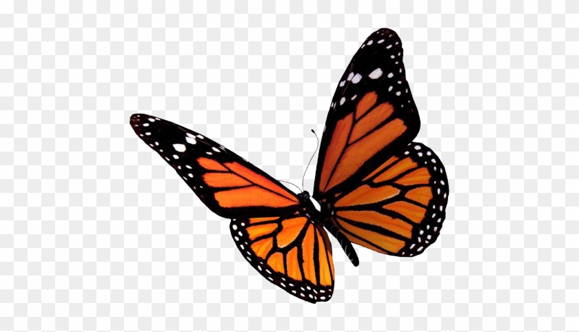 Butterfly Png - Butterfly Png #399083