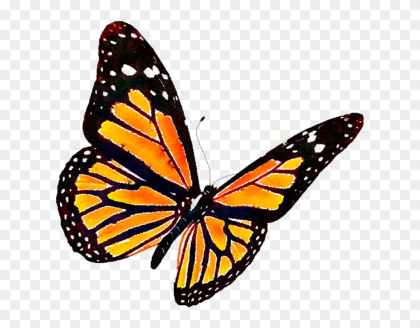 Mariposa Monarca Gratis Png Y Psd - Butterfly Transparent #399087