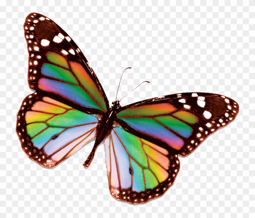 Rainbow Butterfly Clipart Beautiful Butterfly - Rainbow Butterfly No Background #399090