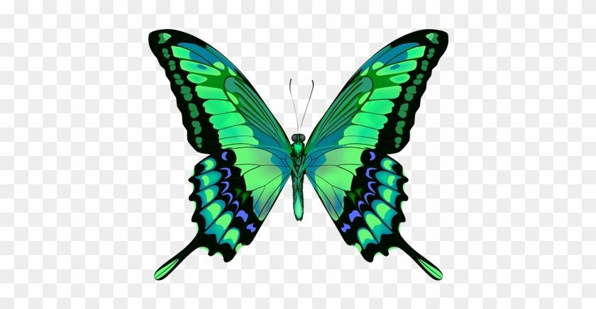 Green Butterfly Png - Beautiful Butterfly #399102