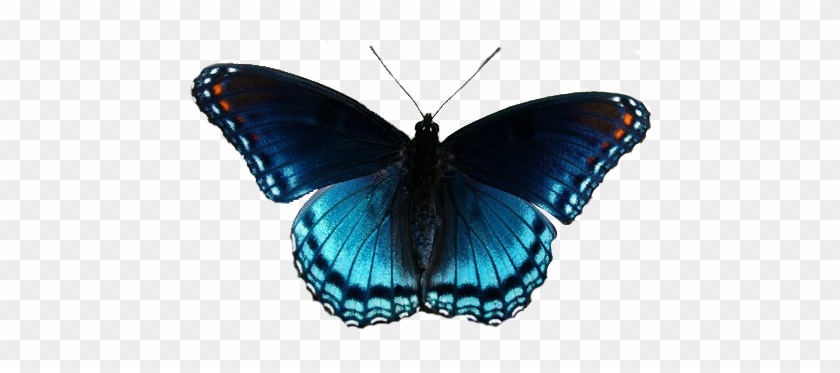 Realistic Clipart Butterfly - Red Spotted Purple Butterfly #399109