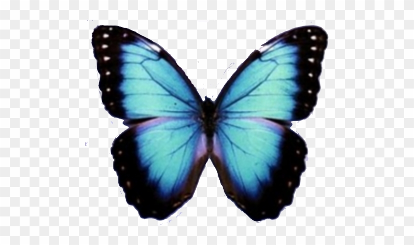 Blue Butterfly Png Image - Caracteristica De La Mariposa #399115