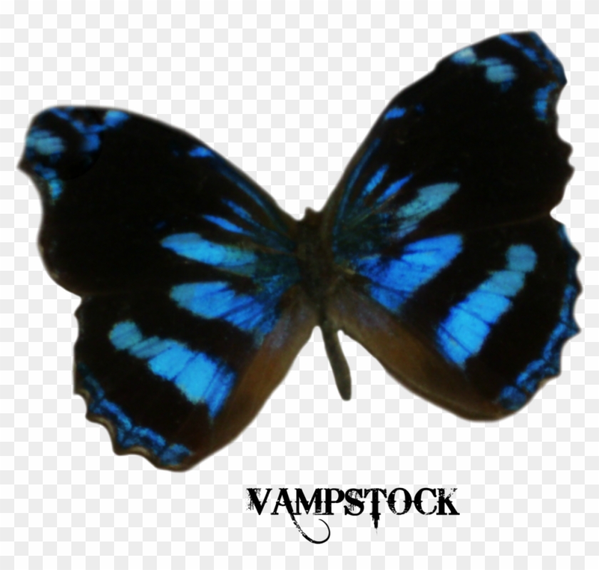 Blue Edges Butterfly Png Vampstock By Vampstock - Dark Blue Butterfly Png #399119