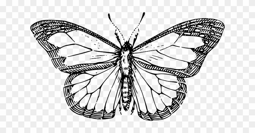 Top, Silhouette, Cartoon, Butterfly, Wings - Line Drawing Of A Butterfly #399155