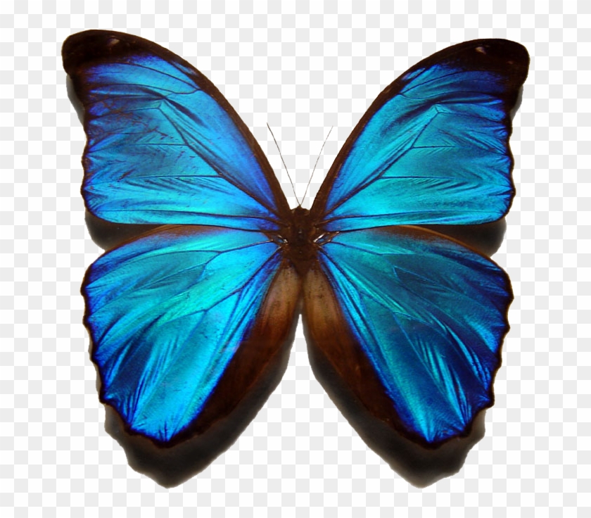 Blue Morpho Butterfly - World Most Beautiful Butterfly #399187