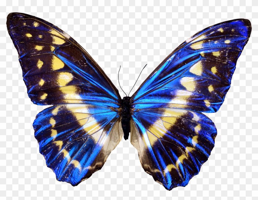 Photo About Blue Butterfly On A White Background - Beautiful Butterfly  Images No Backround - Free Transparent PNG Clipart Images Download