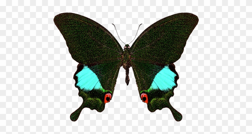 Bleed Area May Not Be Visible - Papilio Karna Irauana #399198