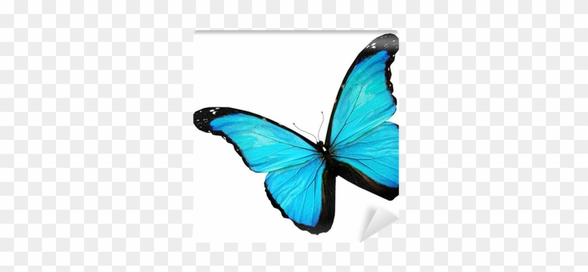 Blue Butterfly On White Background Wall Mural • Pixers® - Shower Curtains And Accessories Fabric Butterfly Roses #399200