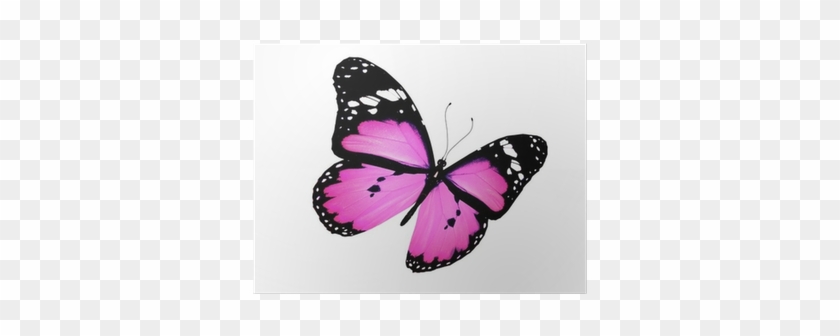 Pink Butterfly Flying, Isolated On White Poster • Pixers® - White #399205