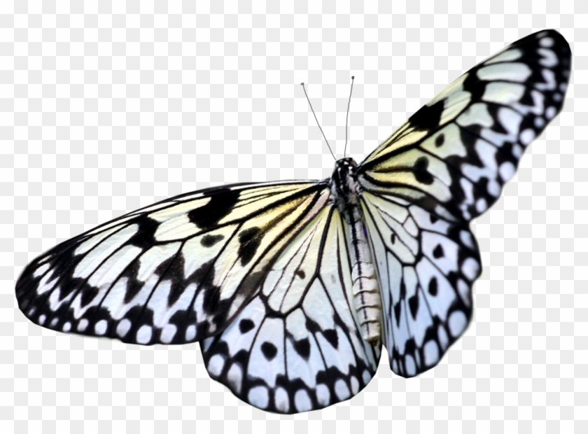 Butterfly Png Image - White Butterfly Transparent Background #399208