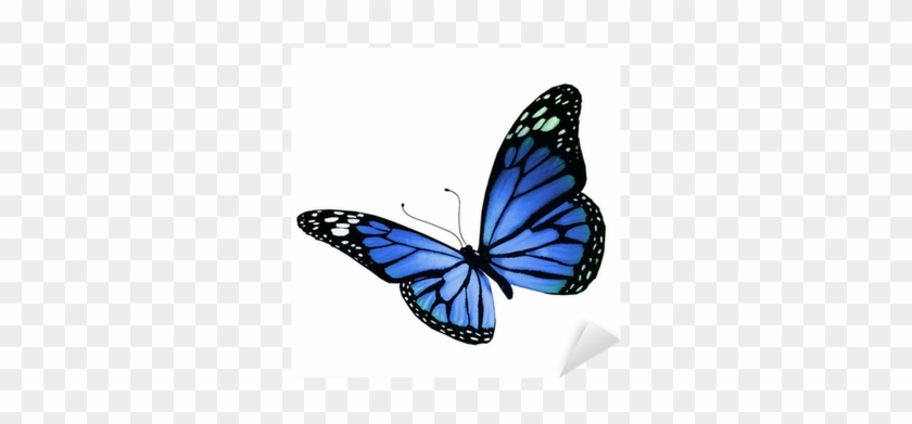 Blue Butterfly, Isolated On White Background Sticker - Denny Laine: Butterflies And Wings Cd #399214
