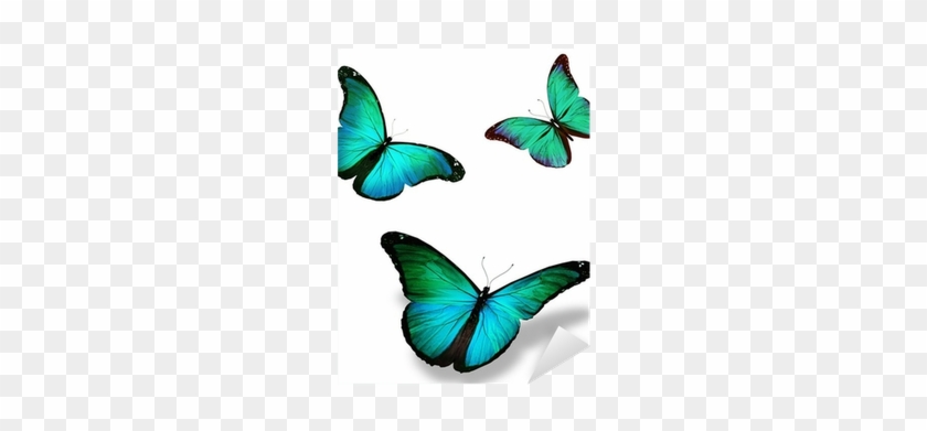 Three Turquoise Butterfly "morpho\ - Blue Butterfly White Background #399217